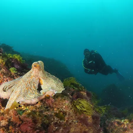 Bertoko Urdaibai Iii *